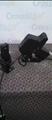 Lot: 14-7-8575: (2) Topcon CP-5D 