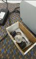 Lot: 13-7-1006: (1) Ptronics 4T 